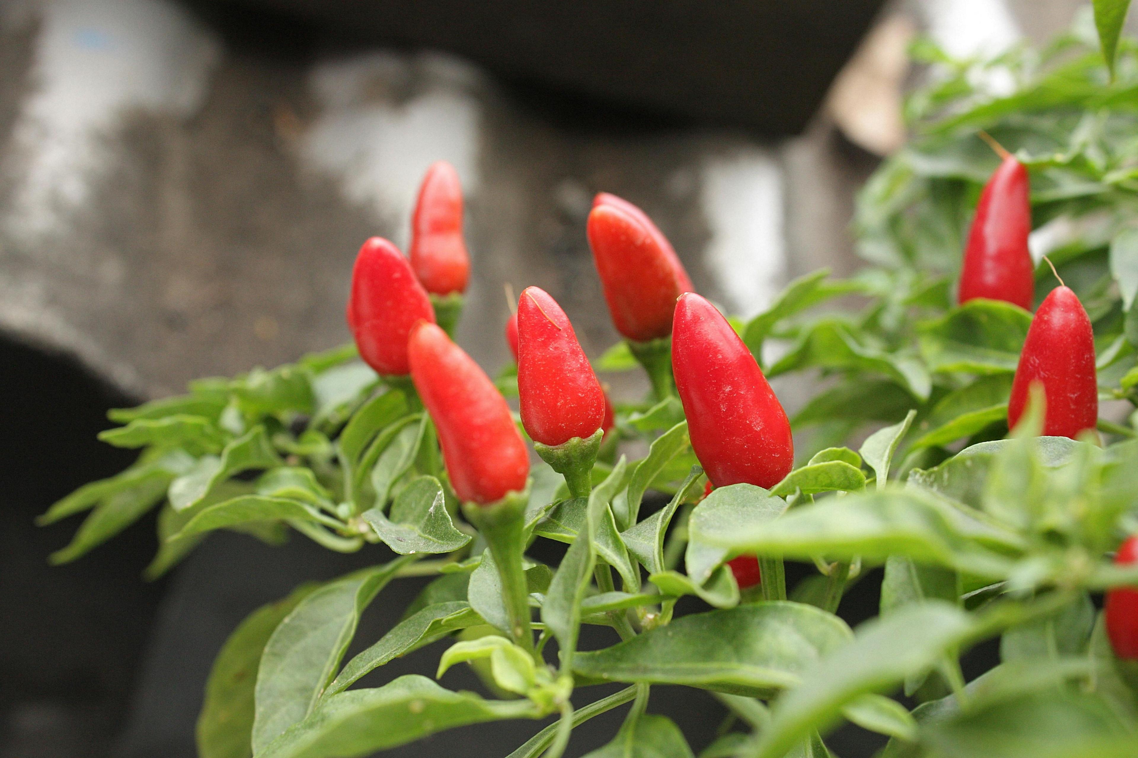 The Rich History of Sambal in Indonesian Culture